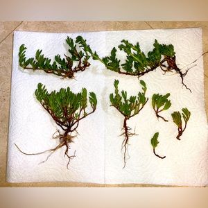 Rooted Ice Plant Starts